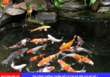 Thi công chống thấm hồ cá tại Hà Nội giá rẻ số 1